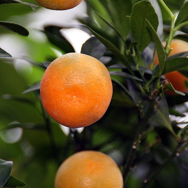 Calamansi