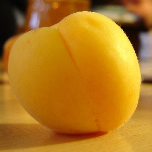 Blenheim Apricot