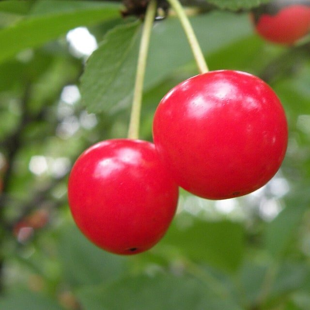 Montmorency Cherry