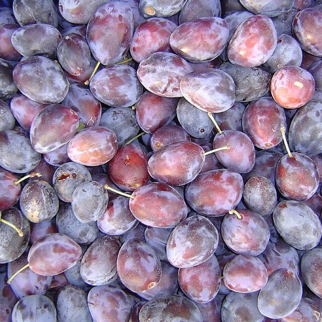 Black Plum