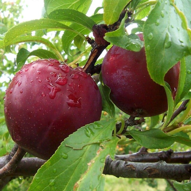Red Plum