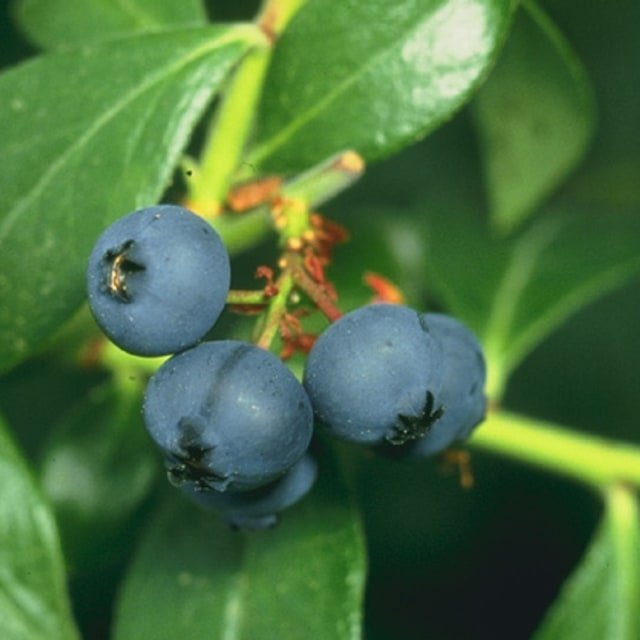 Duke Blueberry