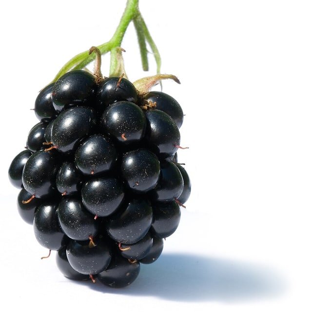 Triple Crown Blackberry
