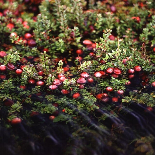 Fresh Cranberry