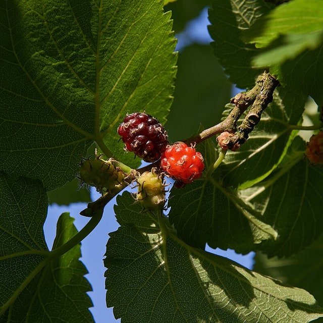 Black Mulberry
