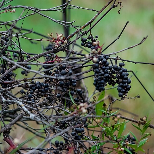 Elderberry Cluster