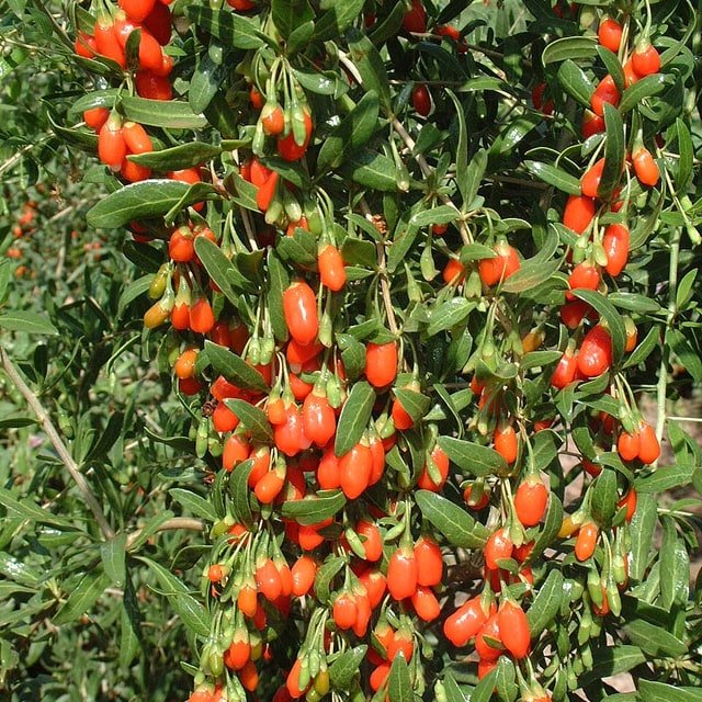 Fresh Goji Berry