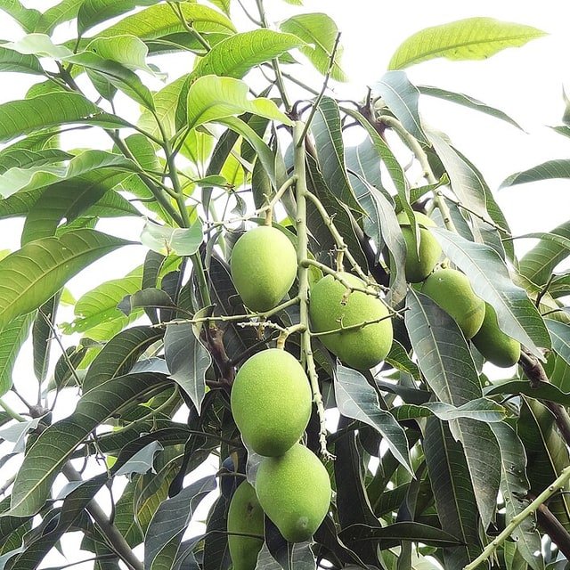 Tommy Atkins Mango