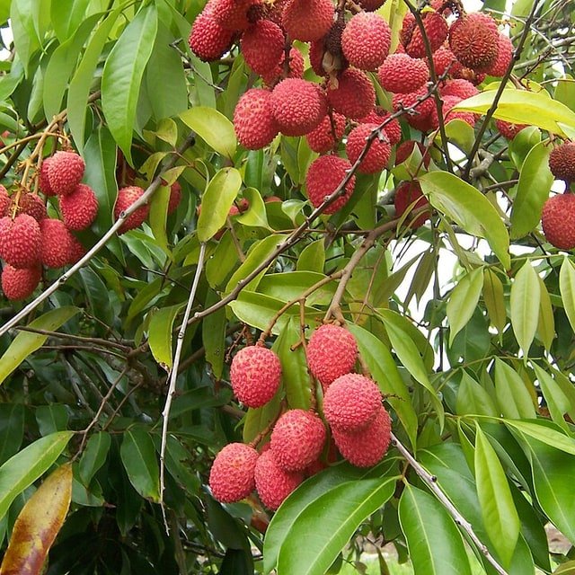 Fresh Lychee