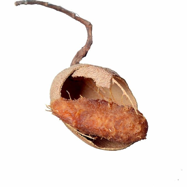 Tamarind Pod