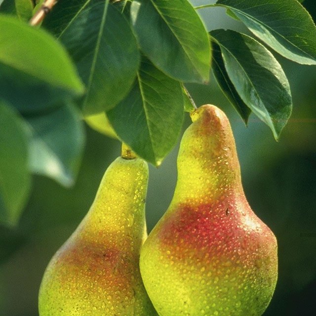 Bartlett Pear